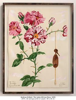 Andrew Gilbert  The Judas African Rose, 1879 2011, ink and gouache on paper, 40 x 30 cm 